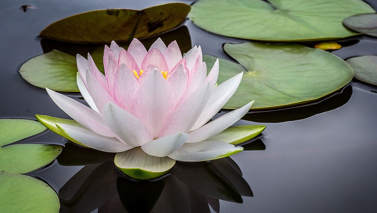 Pristine Water lily representing mindfulness